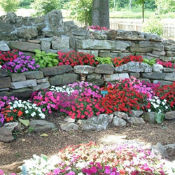 Pengertian dan cara Membuat Rock Garden