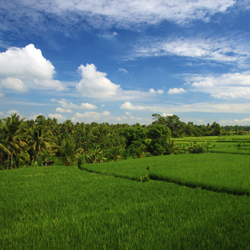 Tips Mencari Tanah Murah di Bali