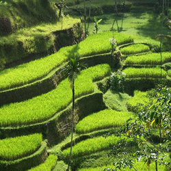 Harga Tanah Bali Meroket, Beli Sekarang atau Tidak Sama Sekali