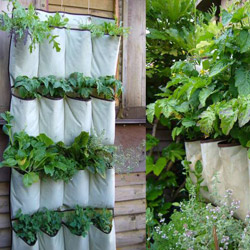 Membuat Green Wall Sendiri Untuk Rumah
