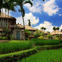Sawah Bali untuk Landscape Villa