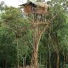 Rumah Pohon Suku Korawai Papua